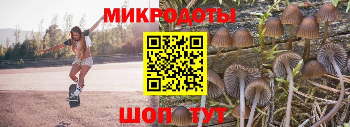 Псилоцибиновые грибы Psilocybe Шарыпово